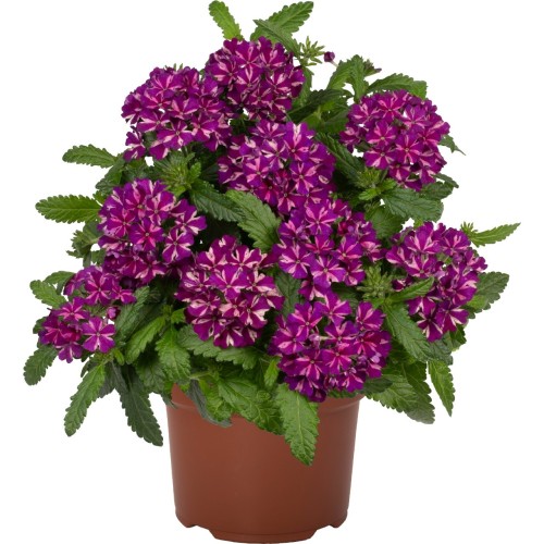 Verbena 'Empress® Flair Blue Star' - Aed-raudürt 'Empress® Flair Blue Star'